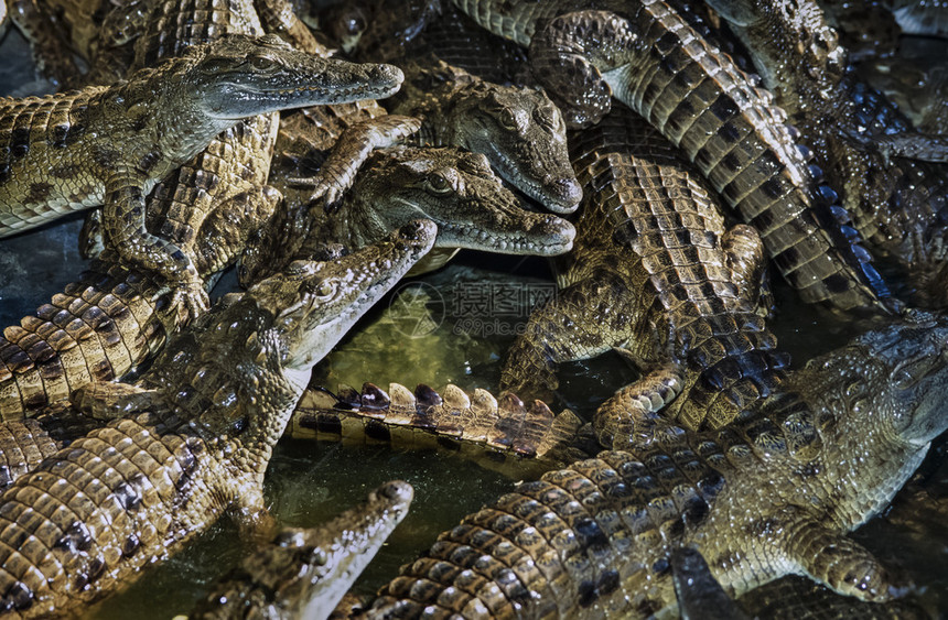 肯尼亚蒙巴萨城市附近的鳄鱼农场FILMSC图片
