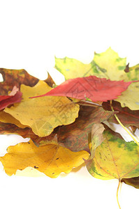 浅色背景中的装饰秋叶图片