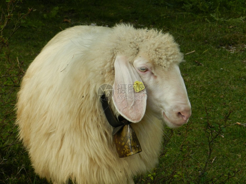 传统高山绵羊品种图片