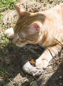 花园中的猫和老图片