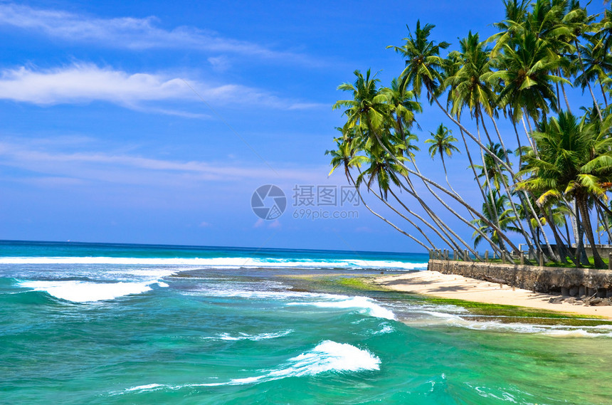 棕榈树和海滩景观图片