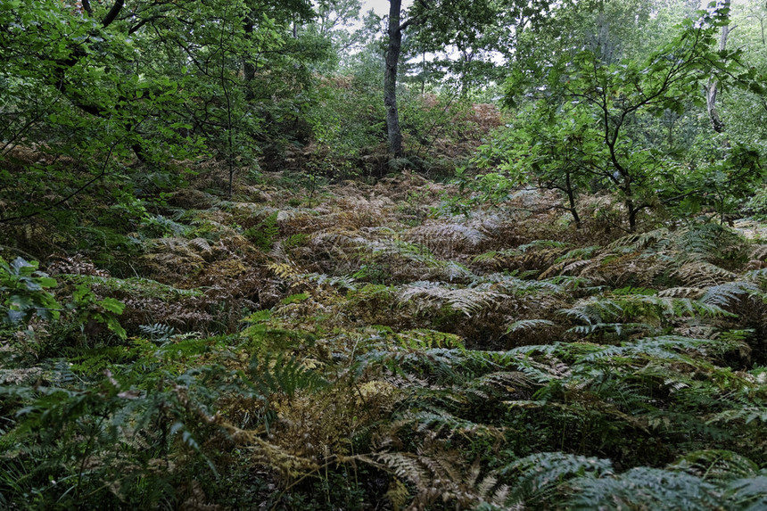 秋天森林地面上的蕨菜图片