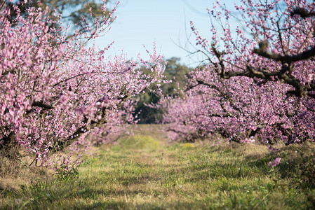澳大利亚美丽的樱花图片