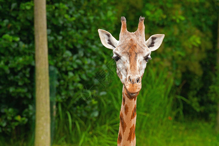 Rothschild长颈鹿在动物园图片