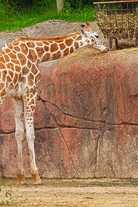 Rothschild长颈鹿在动物园吃东西头部图片