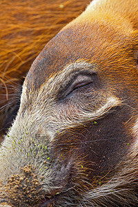 动物园里一只灌木猪昏欲睡的闭着眼睛的特写镜头图片
