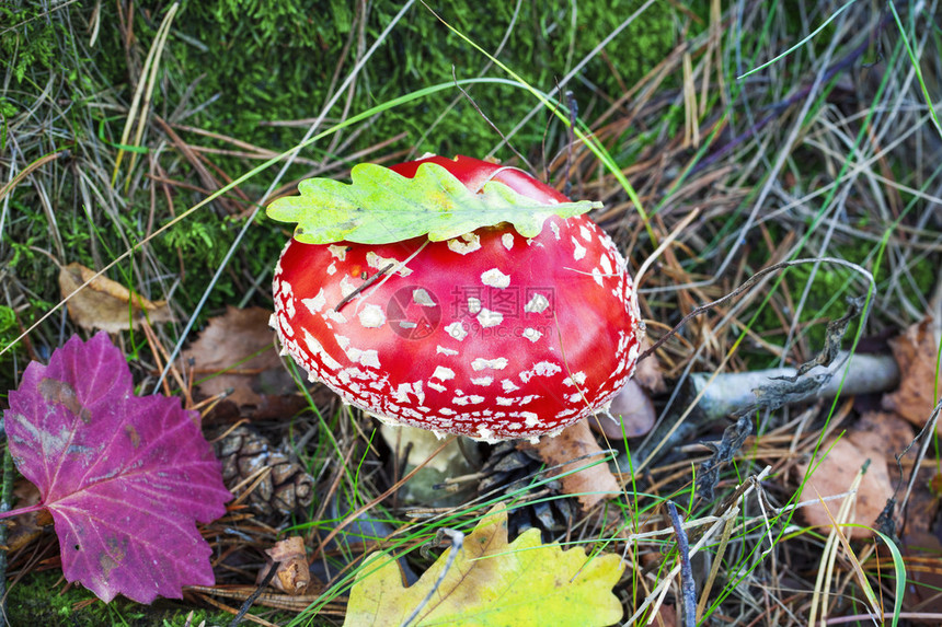 在苔藓森林飞木耳图片