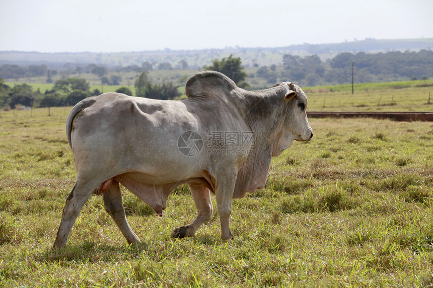 田野中的大白婆罗门公牛图片