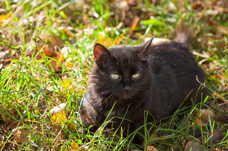 黑猫躺在草地上背景图片