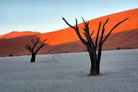 两棵石化的树对抗红色沙丘图片