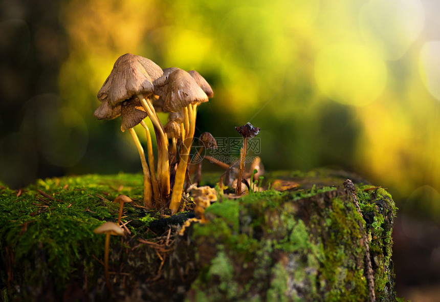 秋季阳光下一群蘑菇在树桩上图片