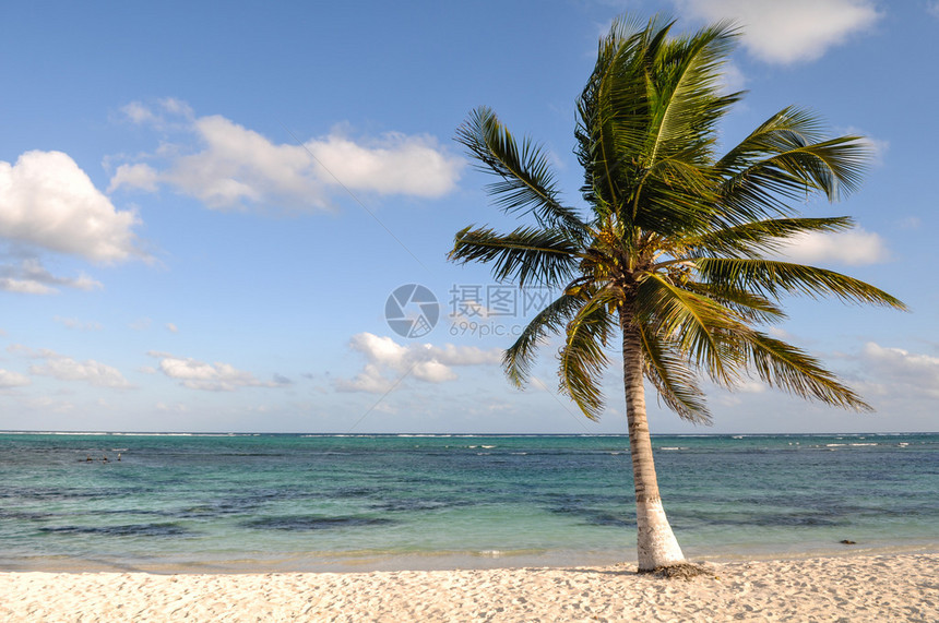 与海滩和沙子的棕榈树图片