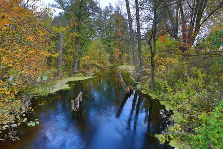 秋天森林里的蓝色河流图片