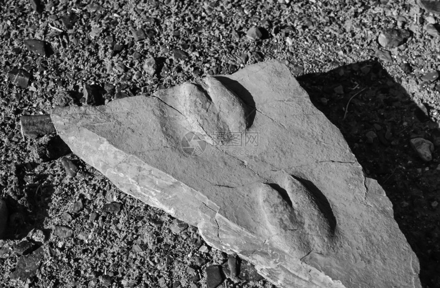 美国亚利桑那谷化石动物图片
