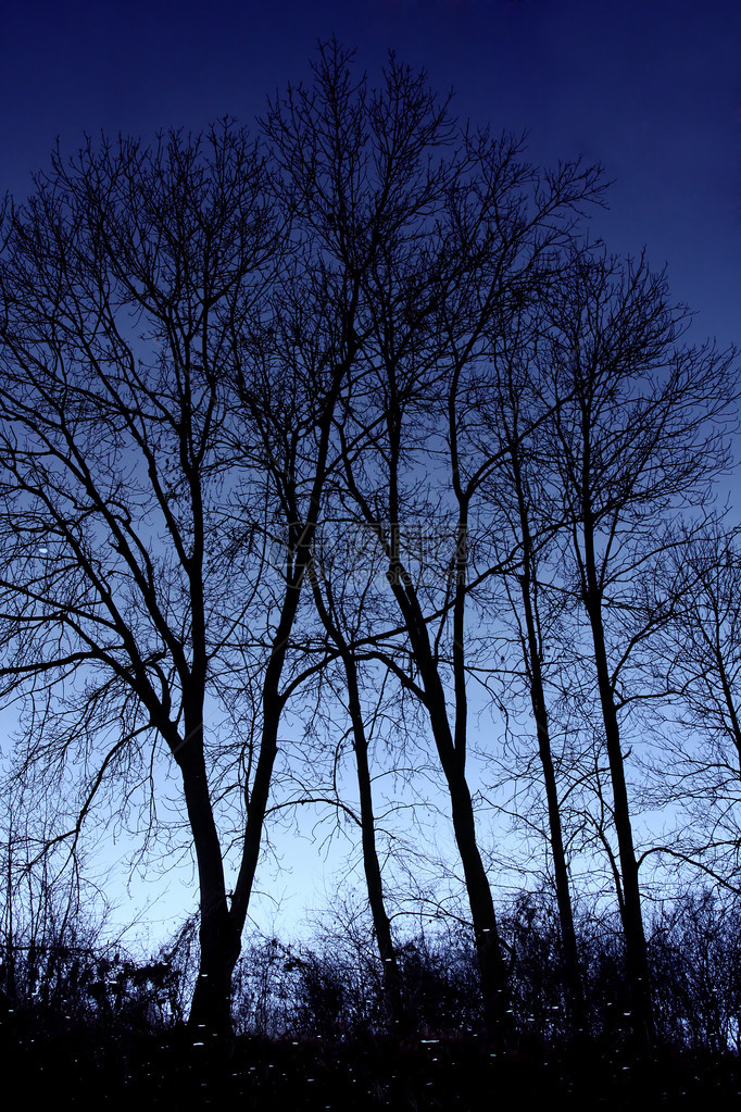 树剪影单色摄影图片