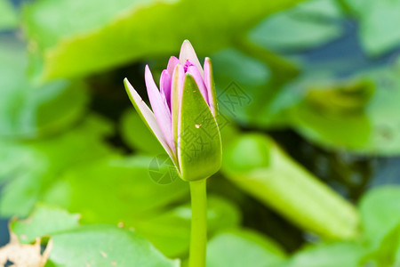 河上的莲花图片