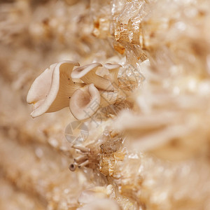 沙焦岩蘑菇图片