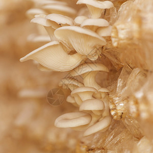 沙焦岩蘑菇图片