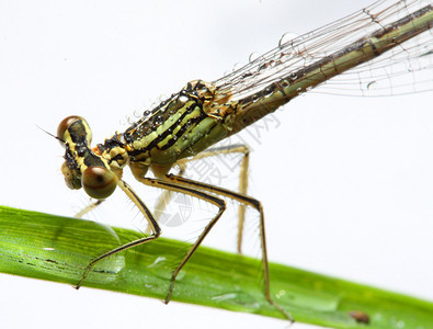 绿蜻蜓在草地上的特写图片