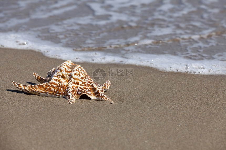 单座海螺壳在海滩上的沙丘和背景水流中躺在平原上图片