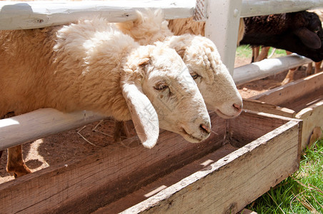泰国农场的白羊头图片
