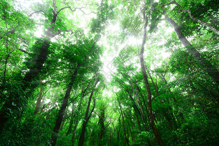 早晨的绿色森林光线阳光图片
