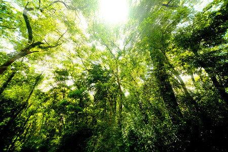 早晨的绿色森林光线阳光高清图片