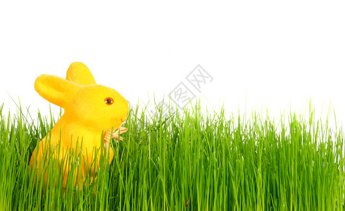 小黄兔在白底的清春草丛图片