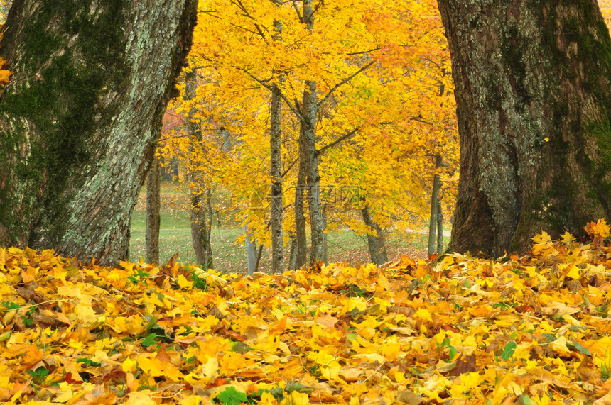 公园的秋季风景图片