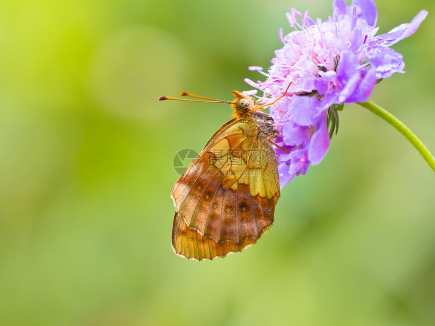 美丽的野生小可爱MarbledFritillary蝴蝶BrenthisIno图片