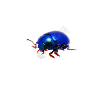 蓝色甲虫在白色图片