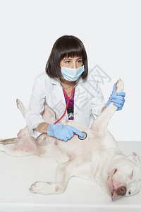 灰色背景下用听诊器检查狗的女兽医图片