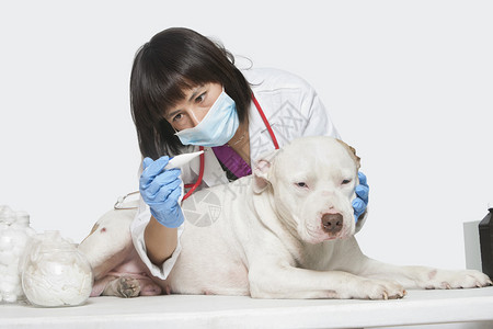 女兽医检查灰色本底狗的体温图片