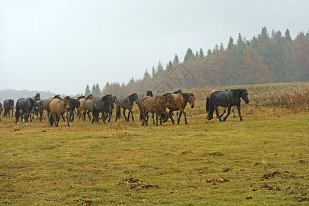一群马在秋天图片