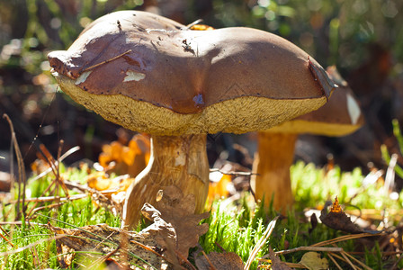 秋天森林里的蘑菇乌克兰图片