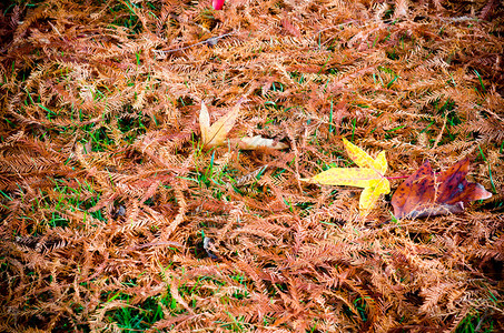 秋天的柏树叶图片