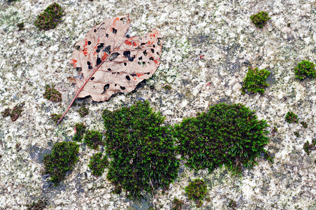 岩石上的苔藓和干叶图片