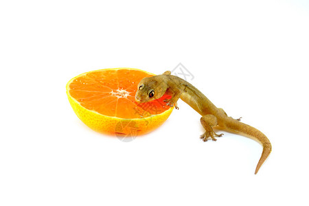 蜥蜴吃橙汁图片