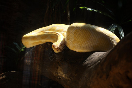 大自然中的白化蛇图片