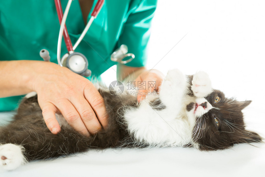 兽医对一只小猫图片