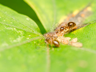 以蚜虫蜜露为食的棕色蚂蚁图片