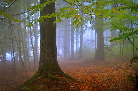 雾蒙的早晨森林中的秋景图片