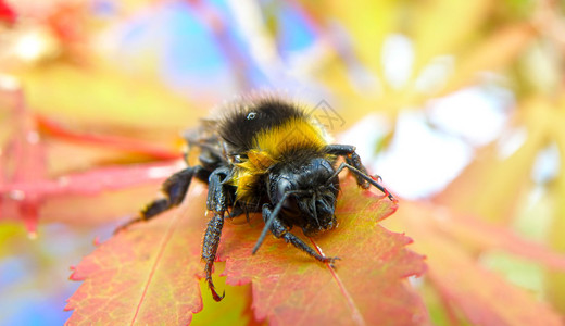 夏日叶上蜜蜂的紧凑宏观细图片
