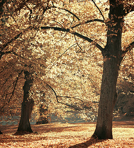 美丽的秋天森林的梦幻形象图片