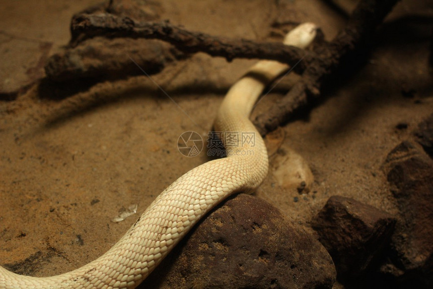 大自然中的白曼巴蛇图片