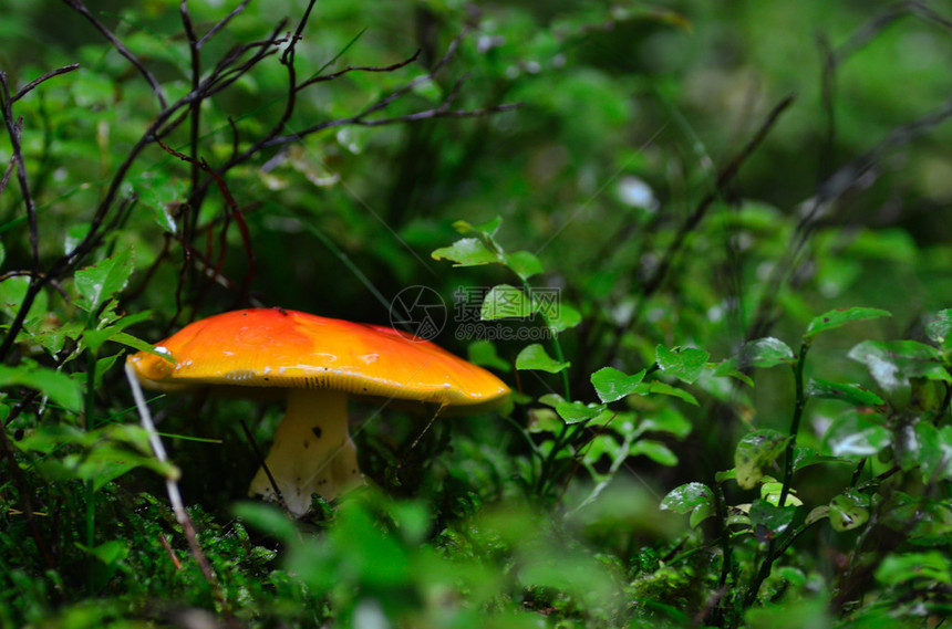 绿色森林和夏天的橙色蘑菇图片