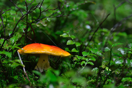 绿色森林和夏天的橙色蘑菇图片