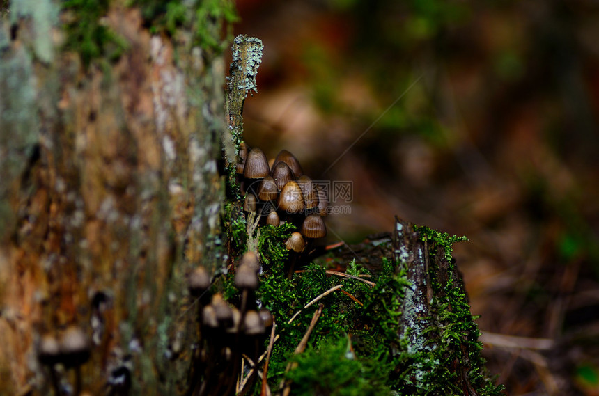 木茎和苔藓上的棕色小蘑菇图片