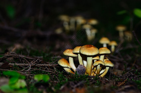 苔藓和森林中的黄色蘑菇图片