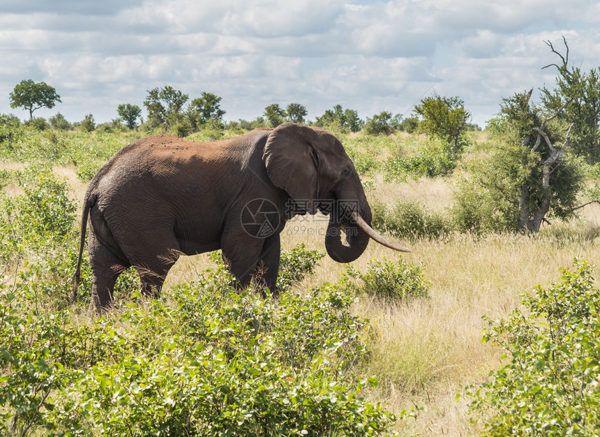 南非克鲁格公园的大型雄象KrugerNational图片